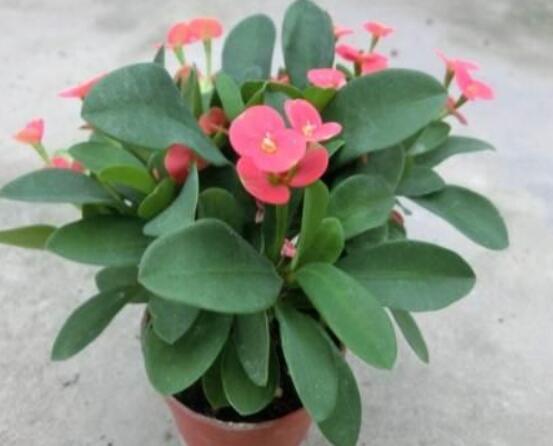 虎刺梅花期多少天,一年四季均可開花(養殖得當)
