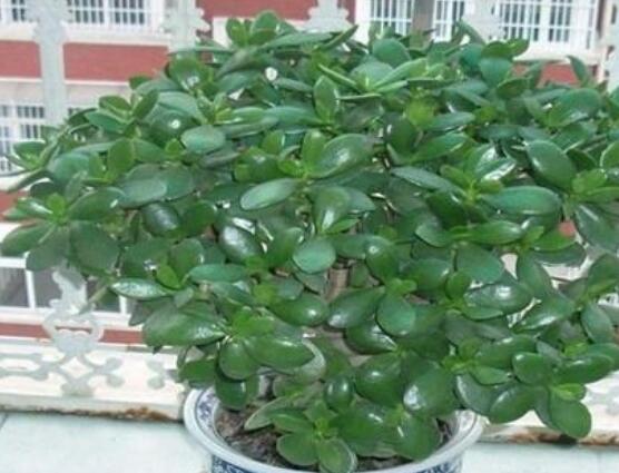 燕子掌能放在室內(nèi)養(yǎng)嗎,能/吸收有害氣體、釋放氧氣(身體健康)