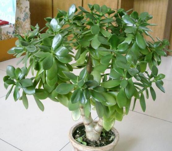 燕子掌能放在室內(nèi)養(yǎng)嗎,能/吸收有害氣體、釋放氧氣(身體健康)