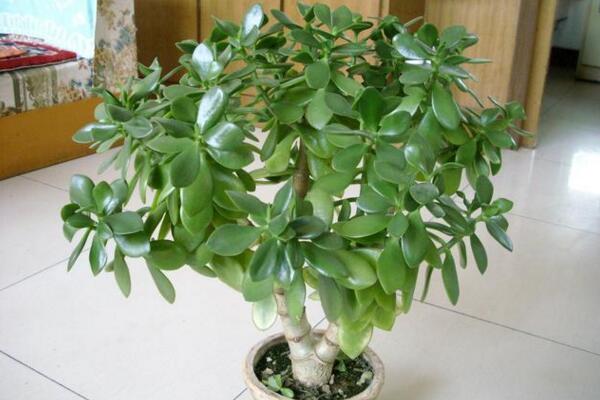 燕子掌根腐爛怎么處理,先找到原因再進行處理
