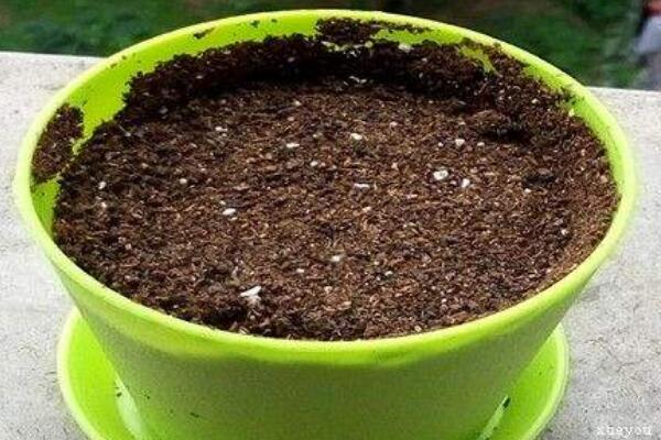 曇花種子怎么種,曇花種子的種植步驟詳解