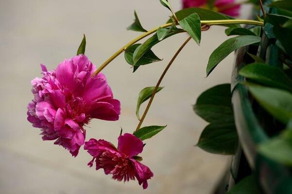 芍藥花常見病害是什么,4種病害以及防治方法