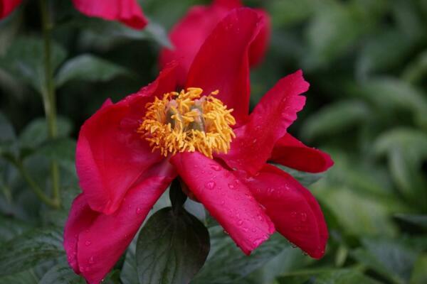 芍藥花常見病害是什么,4種病害以及防治方法