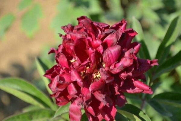 芍藥花常見病害是什么,4種病害以及防治方法