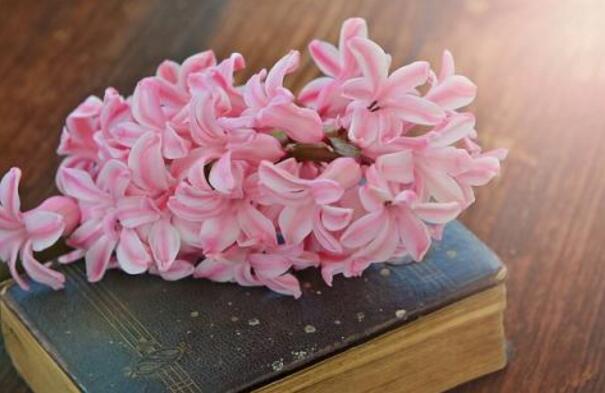 風信子花期是什么時候,不同的品種不同的時間