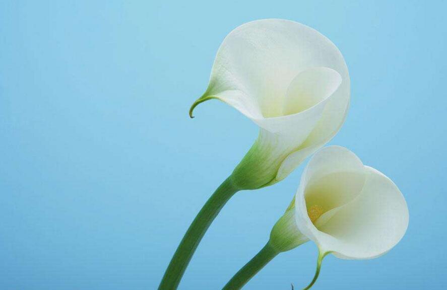 白馬蹄蓮花語(yǔ)是什么,寓意著忠貞不渝的愛(ài)情