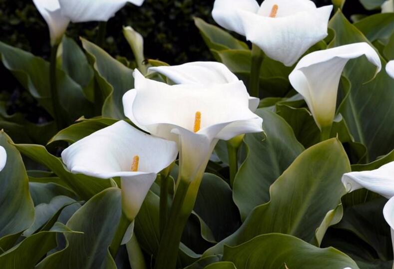 白馬蹄蓮花語(yǔ)是什么,寓意著忠貞不渝的愛(ài)情