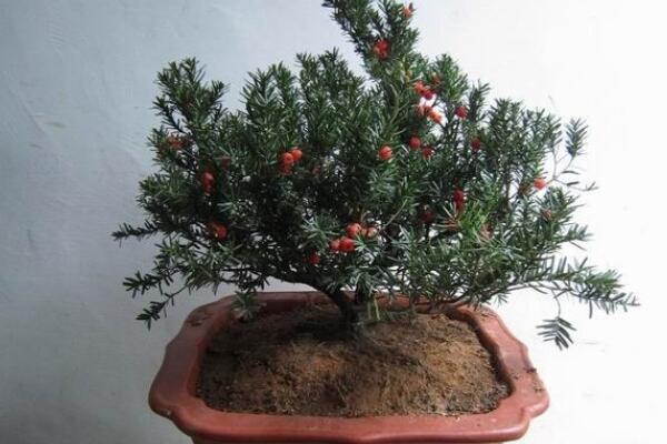 室內(nèi)養(yǎng)殖紅豆杉的方法,家庭養(yǎng)殖紅豆杉的五個要點(diǎn)