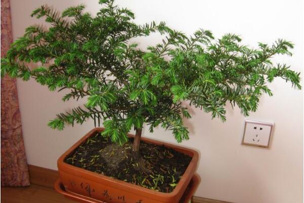 室內(nèi)養(yǎng)殖紅豆杉的方法,家庭養(yǎng)殖紅豆杉的五個要點(diǎn)