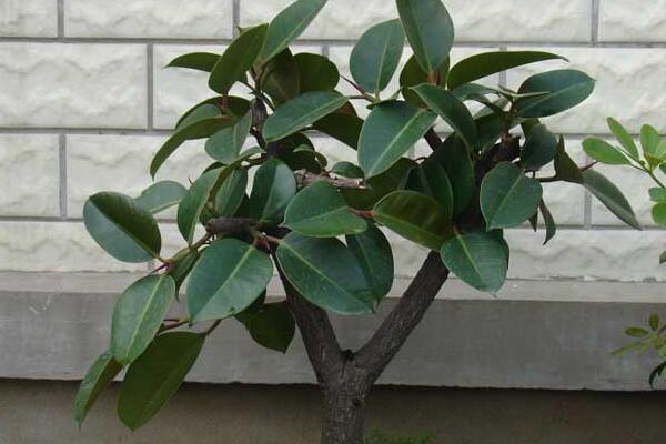 橡皮樹的花語及風水,誠信穩重(花語)生旺發財(風水)