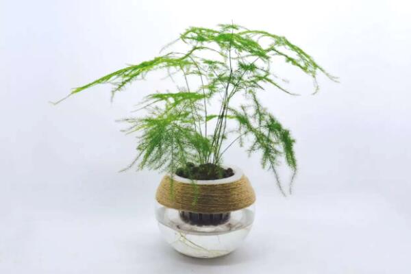 剪下來的文竹能插活嗎,文竹扦插繁殖的秘訣