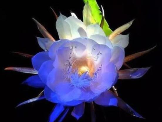 曇花怎么澆水,不同季節(jié)不同澆水量(見干見濕)