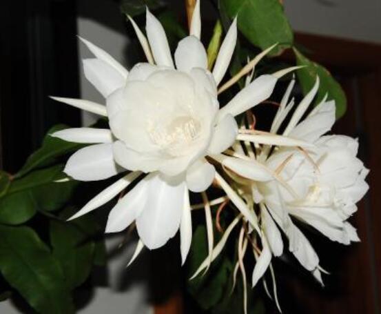 曇花怎么澆水,不同季節(jié)不同澆水量(見干見濕)