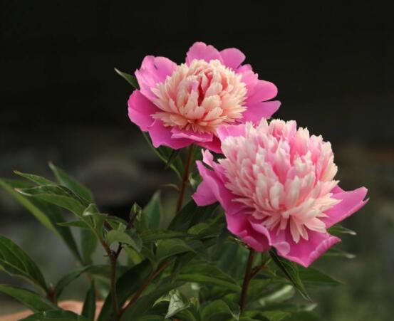 芍藥花能美容嗎,能/美容養顏、舒緩心情