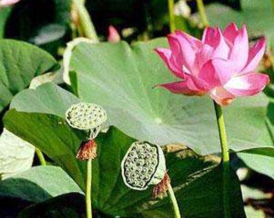 迎賓芙蓉怎么繁殖,盤點最實用的四大繁殖方法