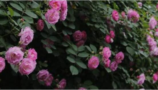 薔薇花的修剪方法,教你兩種最有效修剪技巧(花芽與花期)