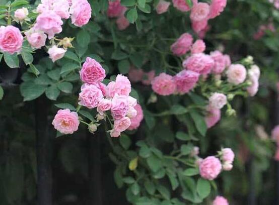 薔薇花的修剪方法,教你兩種最有效修剪技巧(花芽與花期)