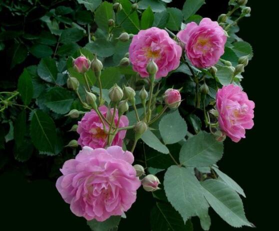 薔薇花的修剪方法,教你兩種最有效修剪技巧(花芽與花期)