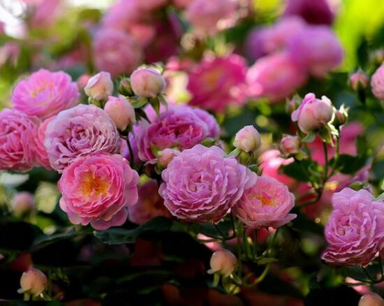 薔薇花的修剪方法,教你兩種最有效修剪技巧(花芽與花期)