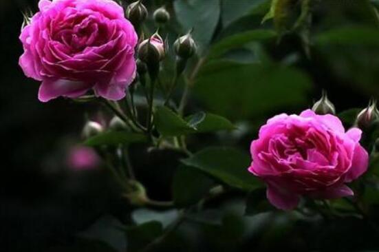 薔薇花的修剪方法,教你兩種最有效修剪技巧(花芽與花期)