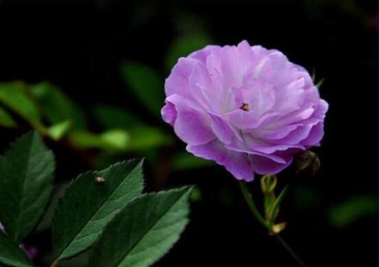 薔薇花的修剪方法,教你兩種最有效修剪技巧(花芽與花期)