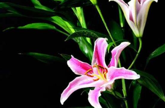 百合花開敗后從哪里剪,從殘花開始修剪保留球莖