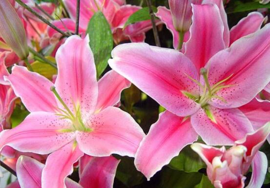 百合花開敗后從哪里剪,從殘花開始修剪保留球莖