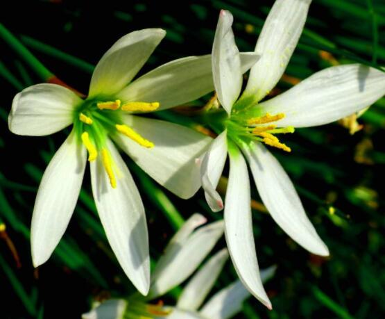 百合花開敗后從哪里剪,從殘花開始修剪保留球莖
