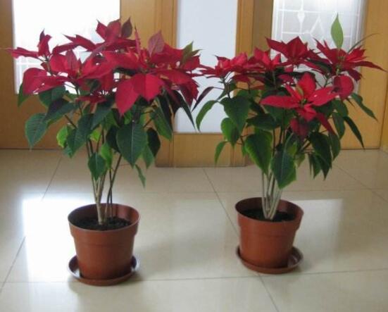 一品紅多久澆一次水,不同季節(jié)不同澆水量(澆則澆透)