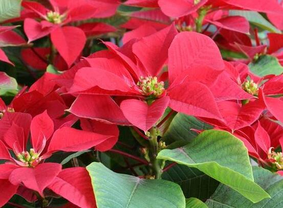 一品紅多久澆一次水,不同季節(jié)不同澆水量(澆則澆透)