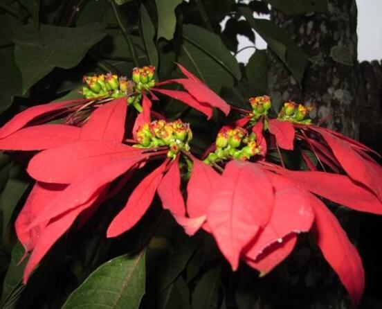 一品紅多久澆一次水,不同季節(jié)不同澆水量(澆則澆透)