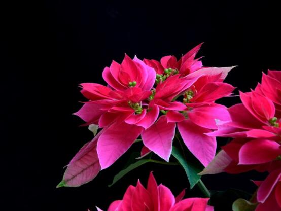 一品紅多久澆一次水,不同季節(jié)不同澆水量(澆則澆透)