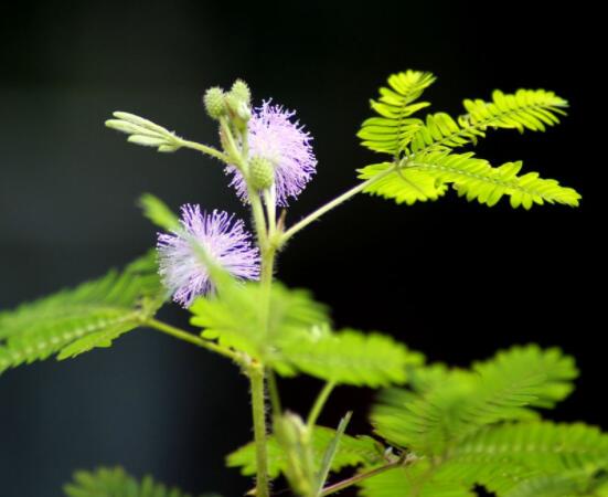 含羞草有什么功能,趣味性十足、預(yù)測天氣、凈化空氣