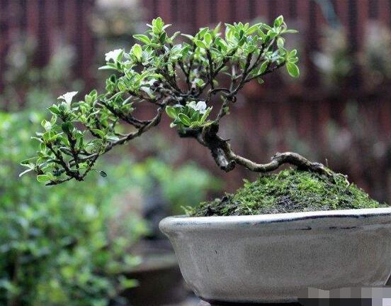 六月雪如何養(yǎng),老農(nóng)總結(jié)最實(shí)用六大基本養(yǎng)殖方法