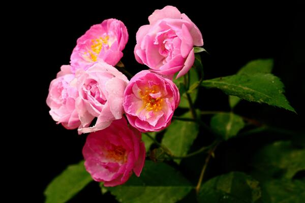 薔薇花剪枝可以插活么,可以插活不過要掌握方法