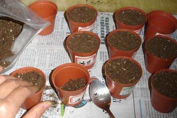 矮牽牛花種子播種方法,只需要簡單的5步即可