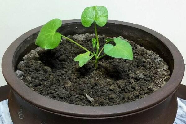 矮牽?;ǚN子播種方法,只需要簡單的5步即可