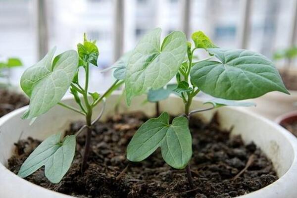 矮牽牛花種子播種方法,只需要簡單的5步即可