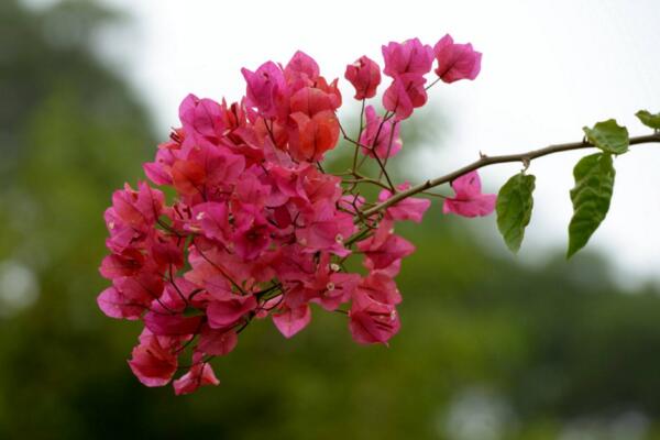 三角梅掉葉子怎么辦,先分析原因然后進行處理