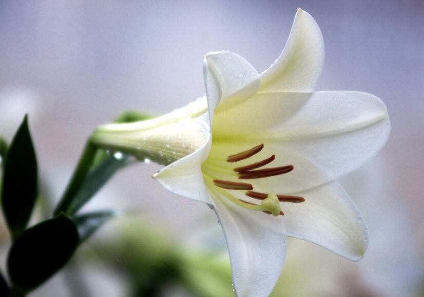 百合花怎么養(yǎng)水里,水培的4個(gè)注意事項(xiàng)