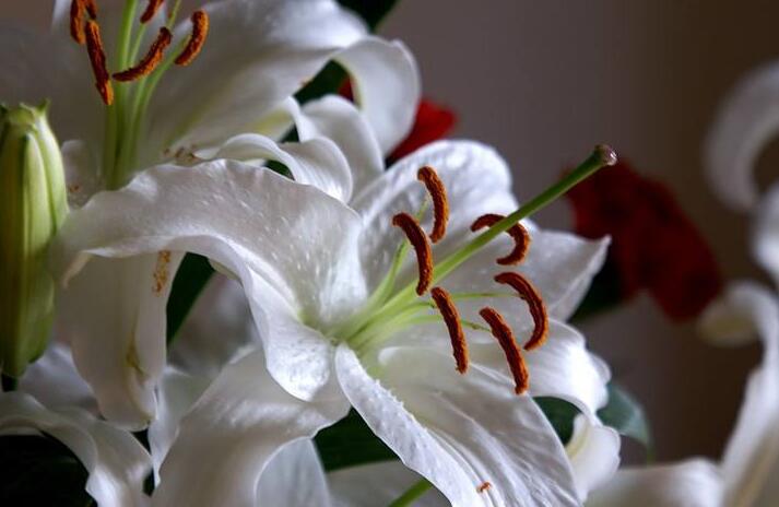 百合花怎么養(yǎng)水里,水培的4個(gè)注意事項(xiàng)