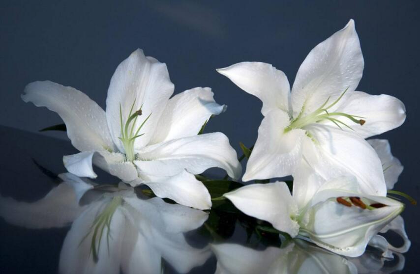 百合花怎么養(yǎng)水里,水培的4個(gè)注意事項(xiàng)