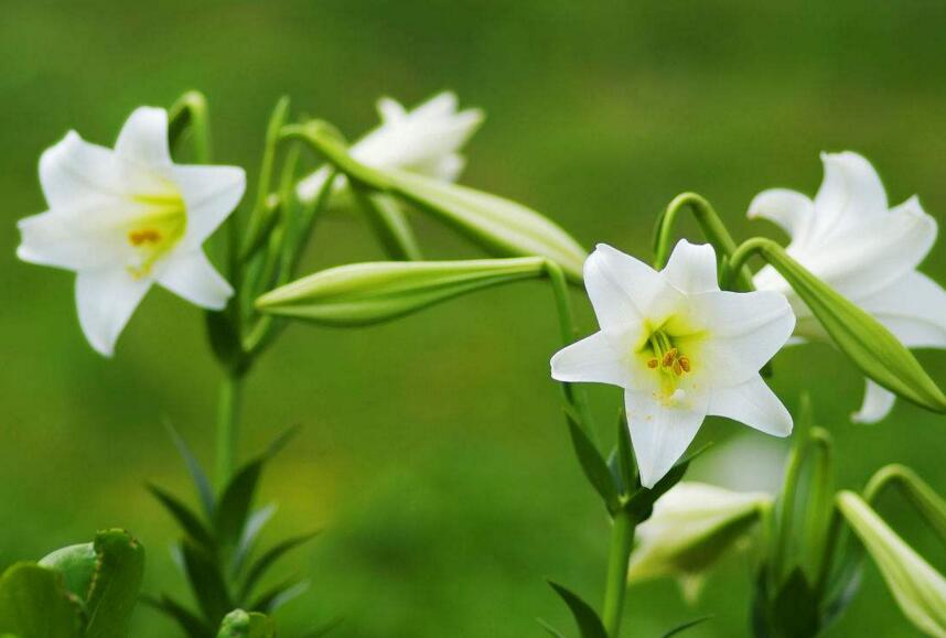 百合花怎么養(yǎng)水里,水培的4個(gè)注意事項(xiàng)