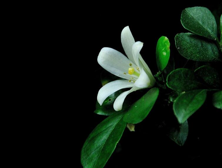 九里香花期養(yǎng)護(hù)方法,在開花的時(shí)候要注意這3種情況