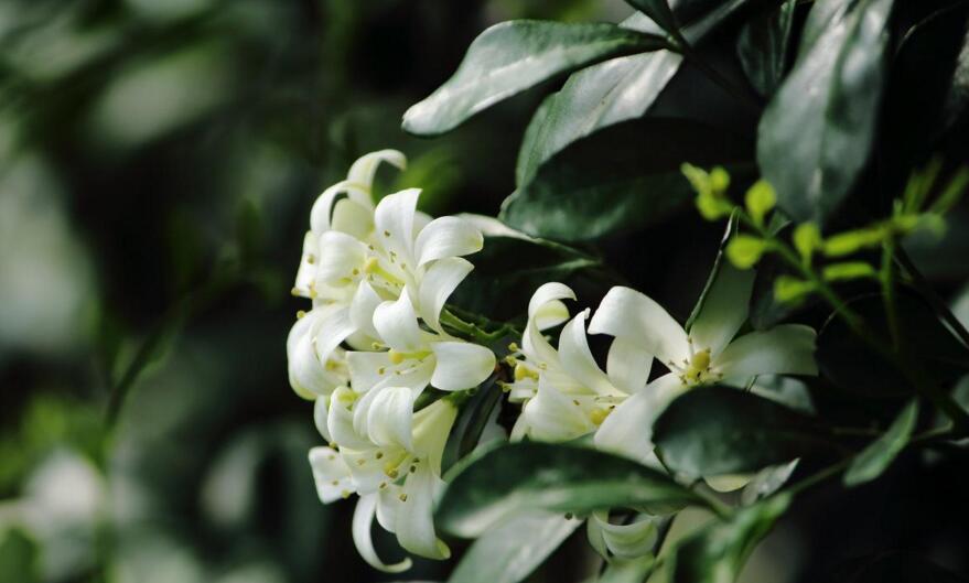 九里香花期養(yǎng)護(hù)方法,在開花的時(shí)候要注意這3種情況
