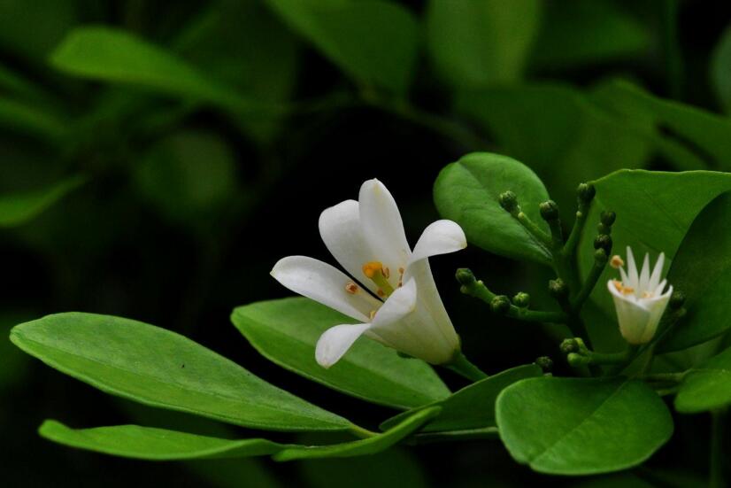 九里香花期養(yǎng)護(hù)方法,在開花的時(shí)候要注意這3種情況
