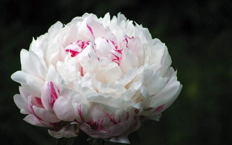 芍藥花的花語是什么,代表著難舍難分的寓意