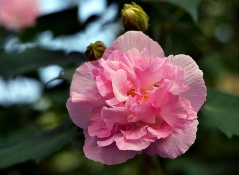 盆栽芙蓉花的養殖方法,養護得當可以花開滿園