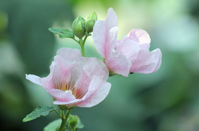 盆栽芙蓉花的養殖方法,養護得當可以花開滿園