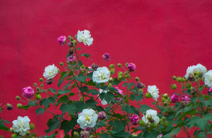 盆栽芙蓉花的養殖方法,養護得當可以花開滿園
